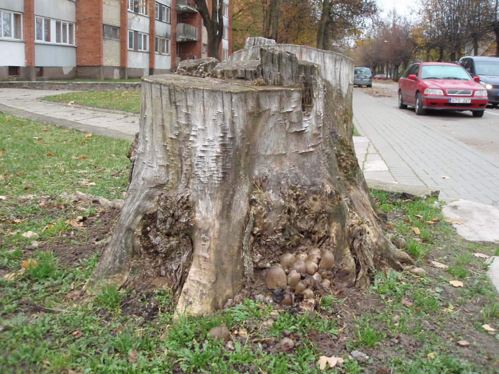 Pastebėjimai ir  pamąstymai