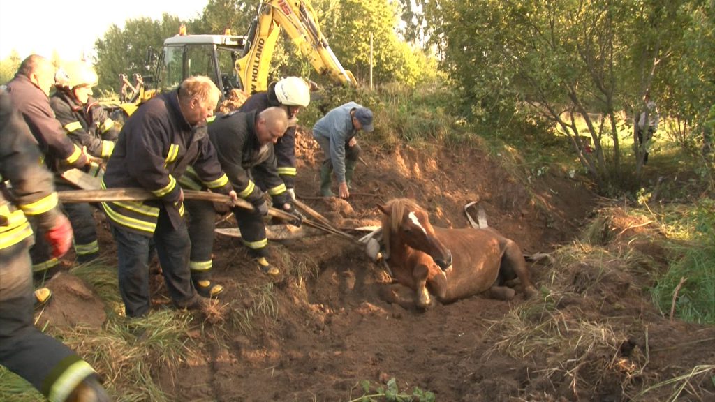 Įspėjimas gyvulius laikantiems – apsidairykite, ar ganyklose saugu