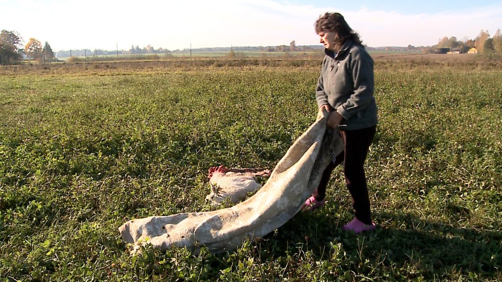 Vilkai, papjovę ožką, taikėsi „sumedžioti“ ir ūkininkę