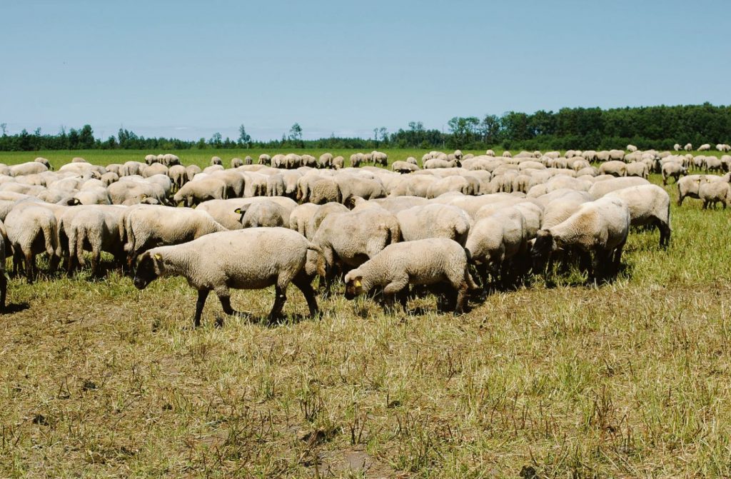 „Valstiečiai“  neišgirdo  žemdirbių  prašymo