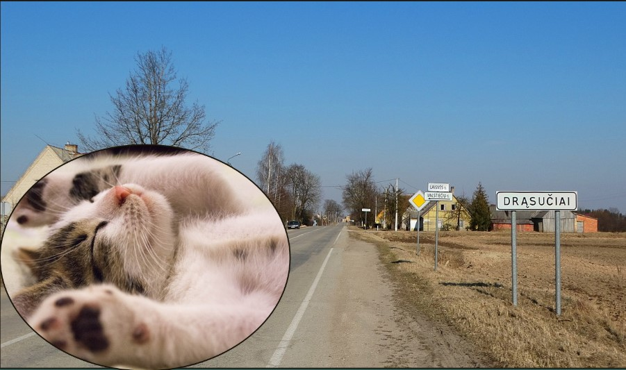 Parketlente užmušęs katiną, vyras atliks arešto bausmę