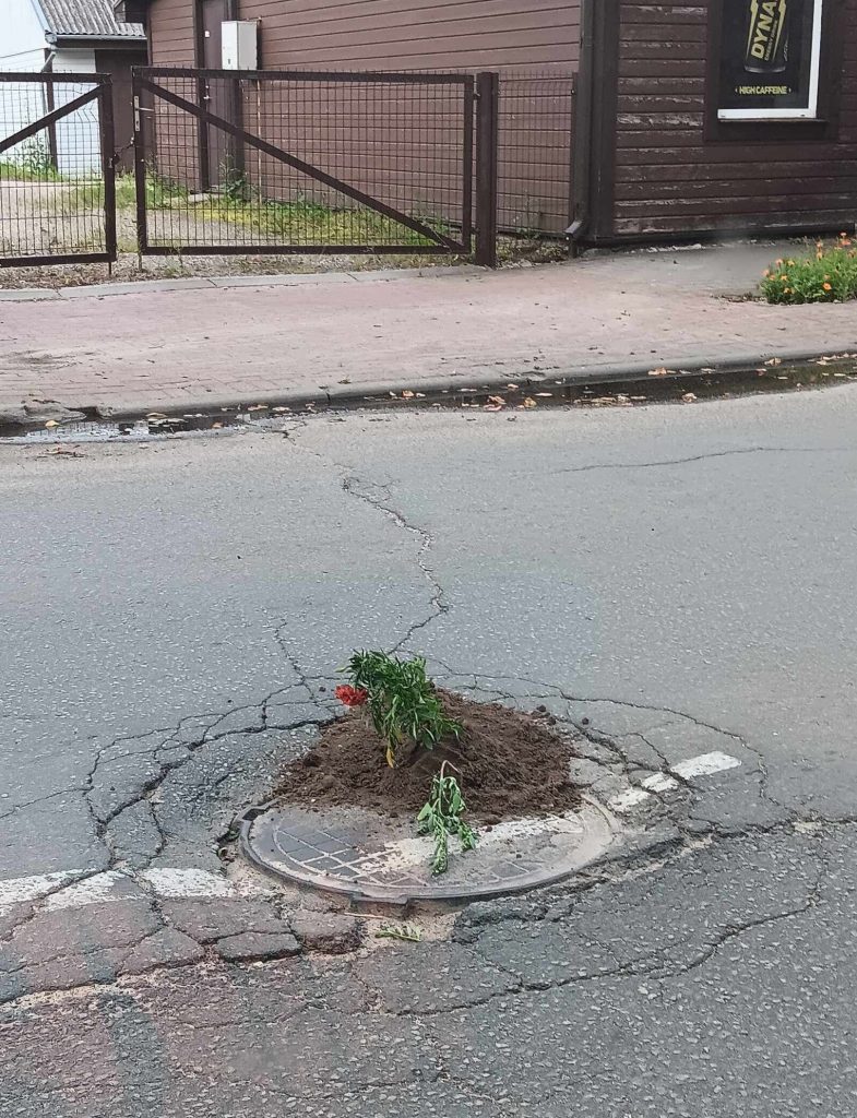 Smūgis rajono valdžiai: neveiklumu neapsikentę šeduviai į gatvių duobes pasodino gėles