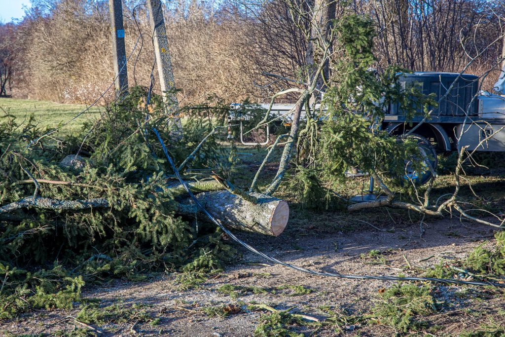 Stipraus vėjo verčiami medžiai laidus nutraukė tūkstantyje šalies vietų, pažeidimus tvarko per 200 ESO brigadų