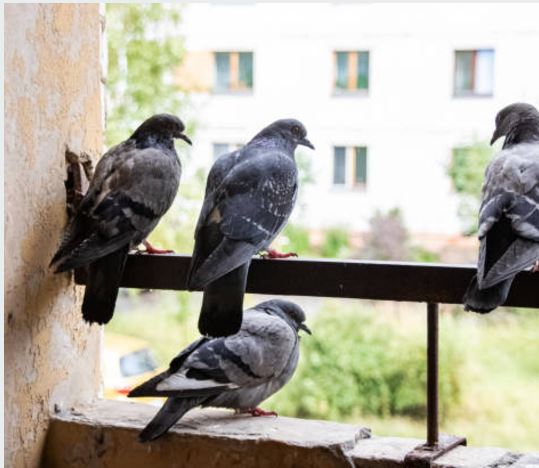 Kieno rūpestis radviliškiečių balkonus ir langus teršiantys balandžiai?